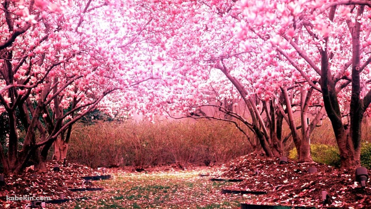 桜の街路樹の壁紙(1280px x 720px) 高画質 PC・デスクトップ用