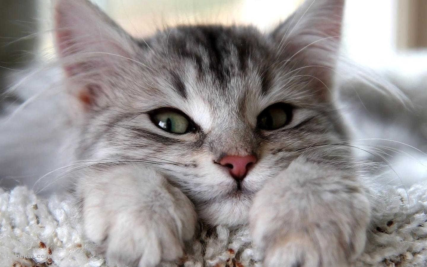 眠たい猫の壁紙(1440px x 900px) 高画質 PC・デスクトップ用