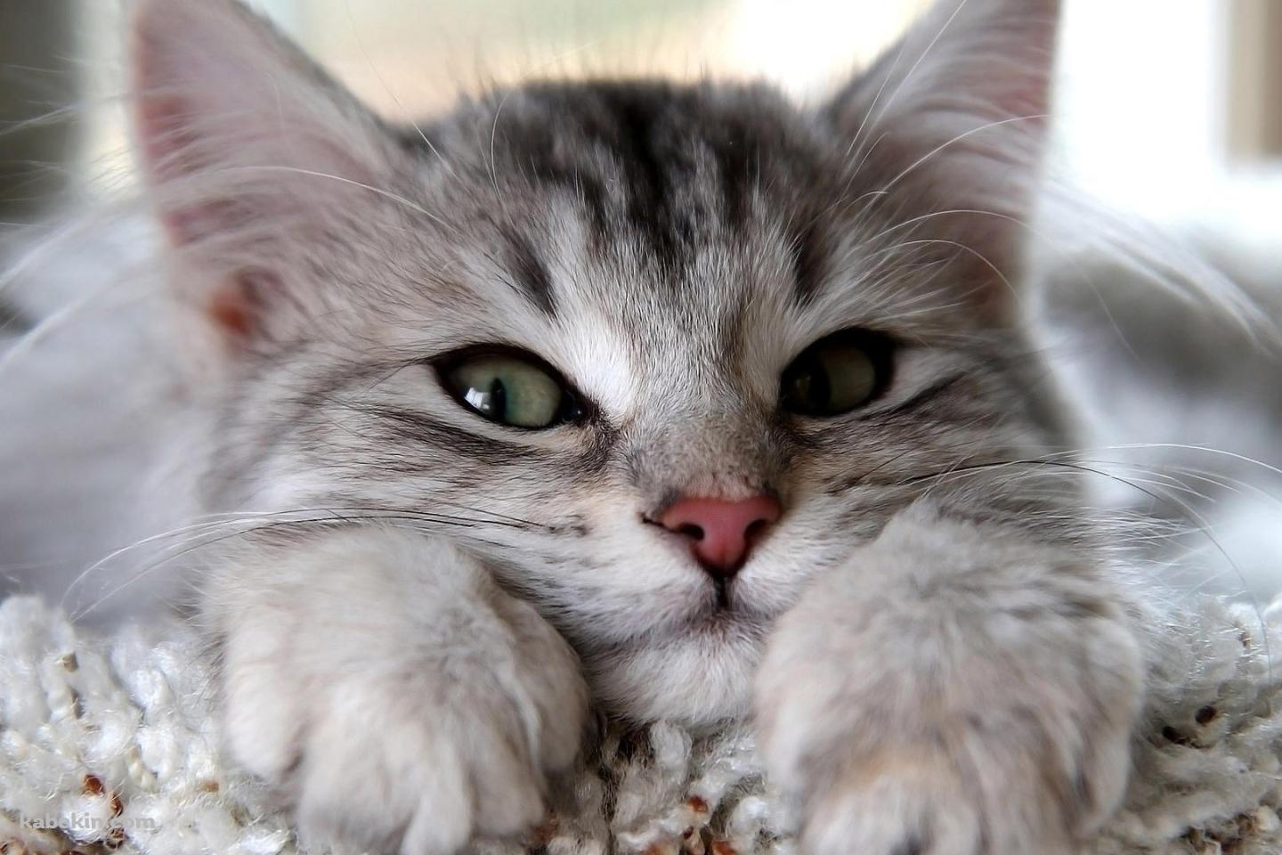 眠たい猫の壁紙(1440px x 960px) 高画質 PC・デスクトップ用