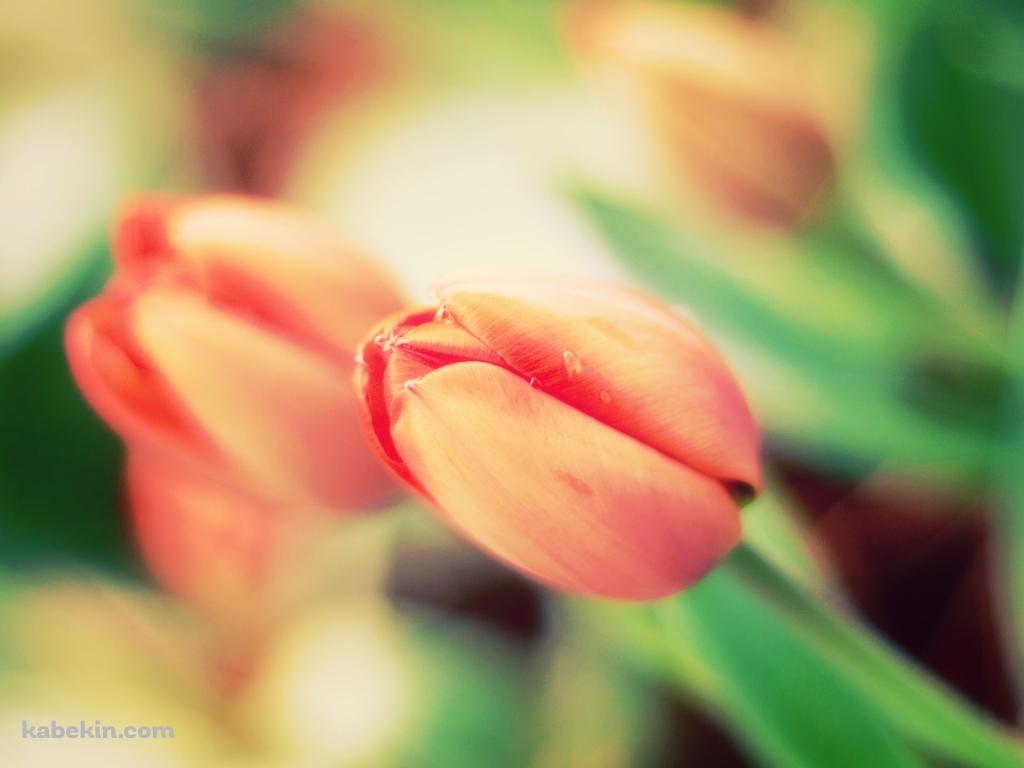 チューリップの蕾の壁紙(1024px x 768px) 高画質 PC・デスクトップ用