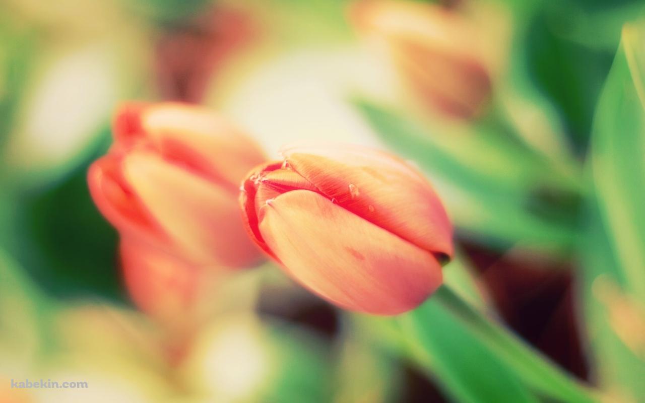 チューリップの蕾の壁紙(1280px x 800px) 高画質 PC・デスクトップ用