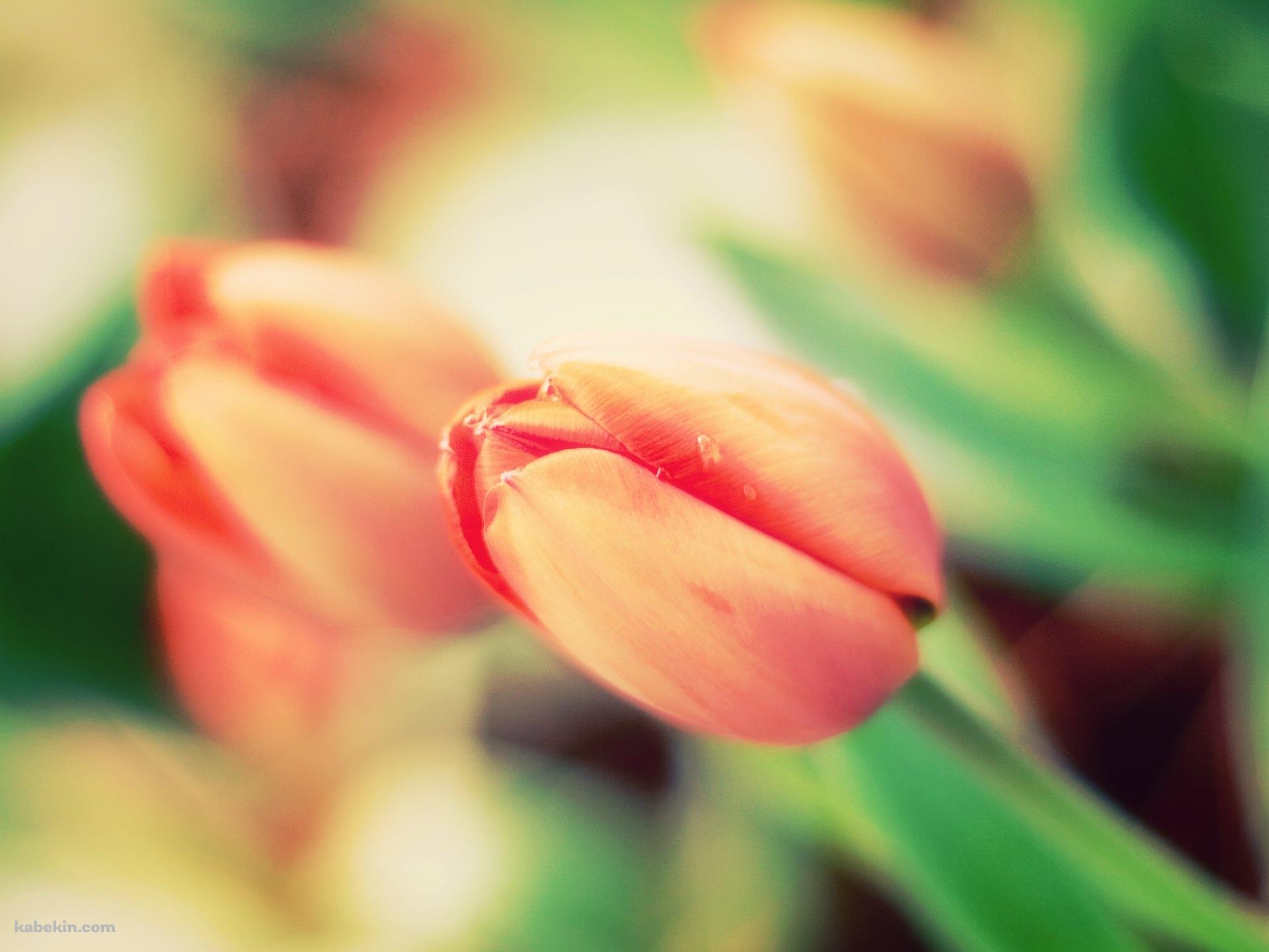 チューリップの蕾の壁紙(1920px x 1440px) 高画質 PC・デスクトップ用