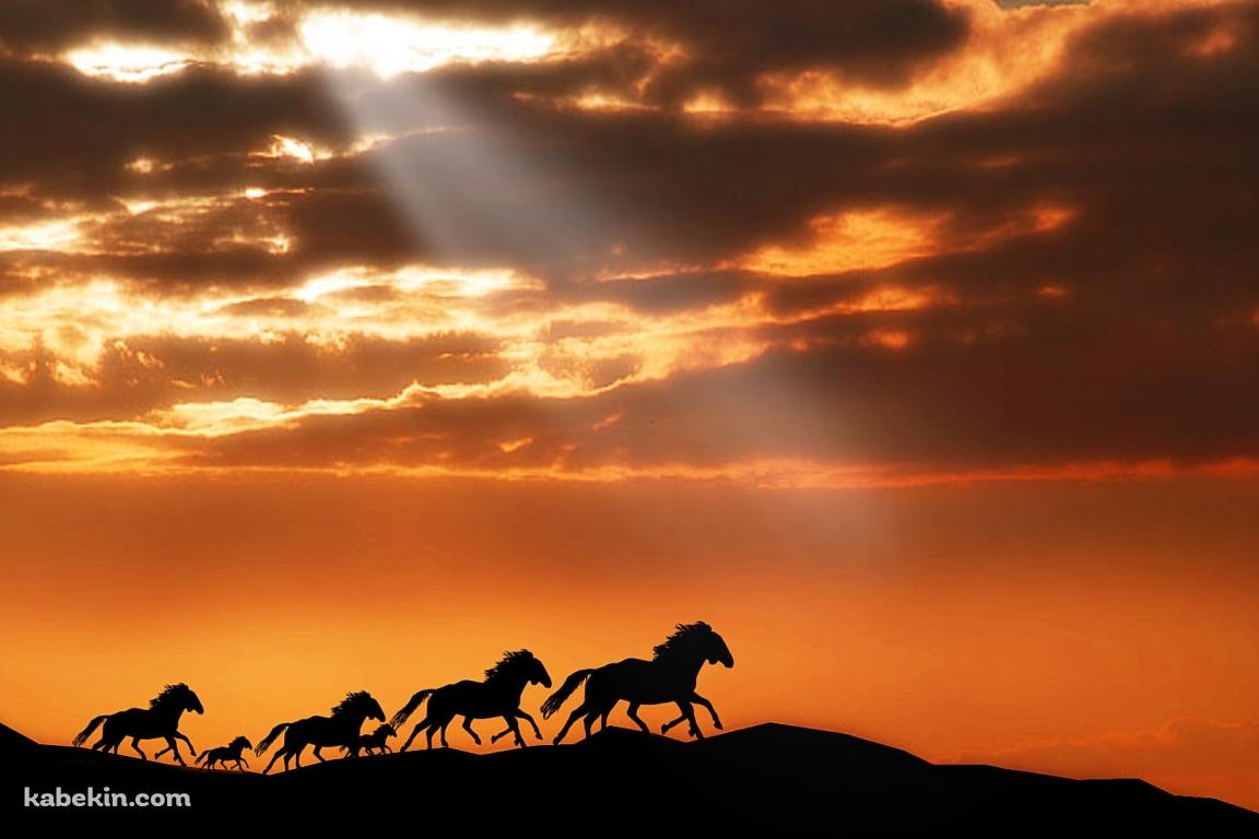 野生の馬の壁紙(1152px x 768px) 高画質 PC・デスクトップ用