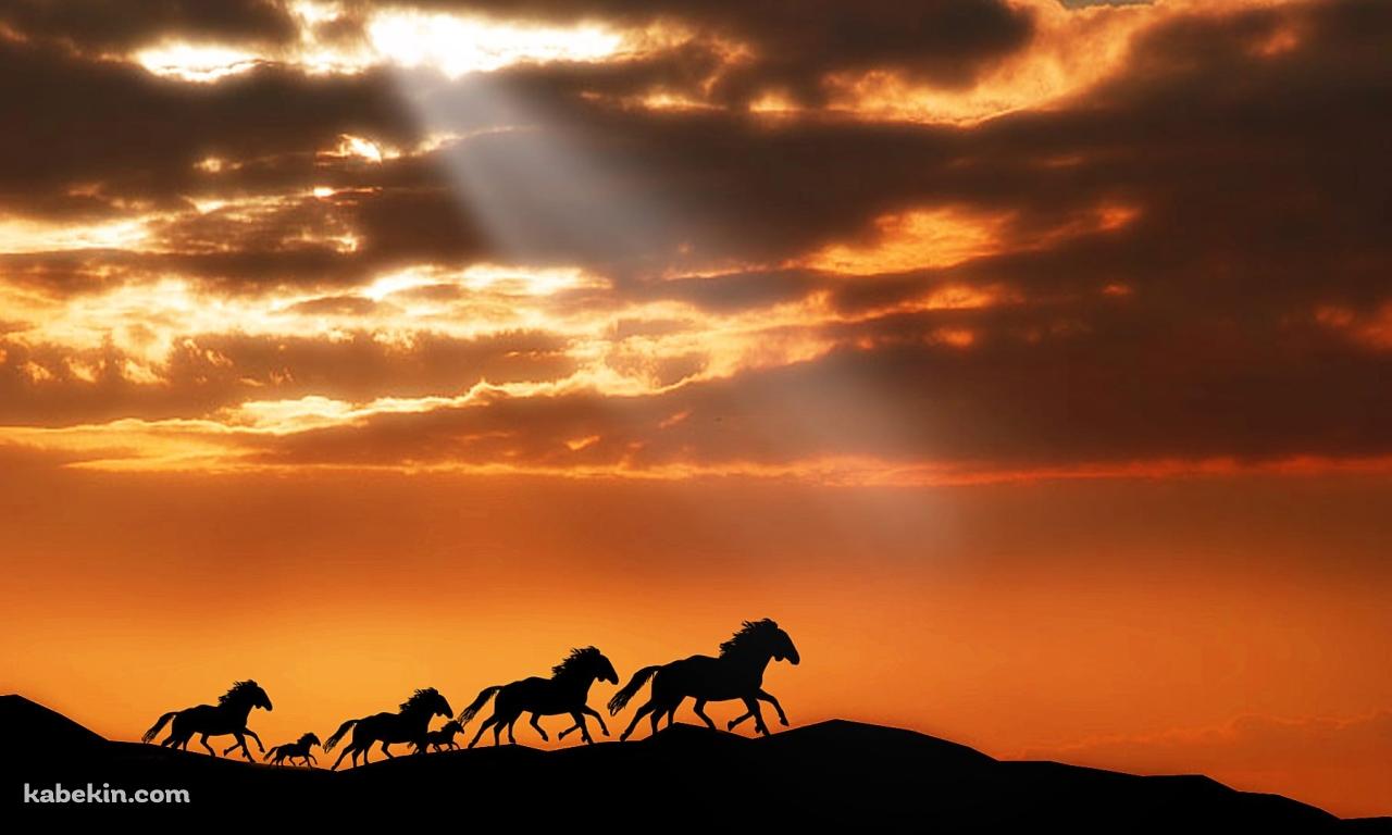 野生の馬の壁紙(1280px x 768px) 高画質 PC・デスクトップ用
