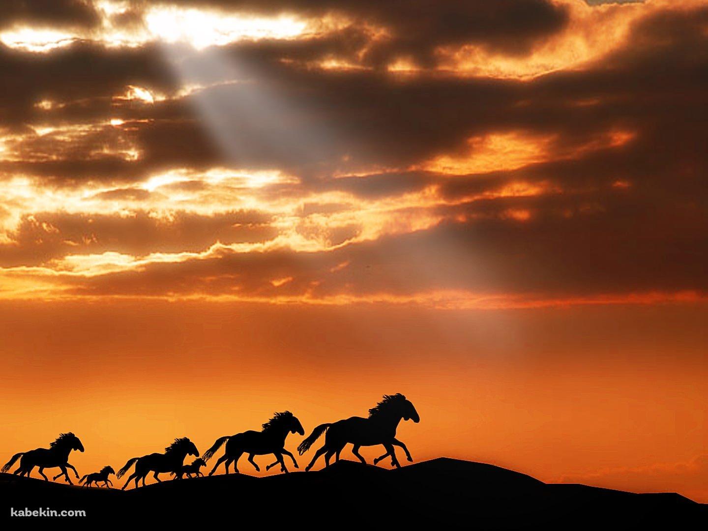 野生の馬の壁紙(1440px x 1080px) 高画質 PC・デスクトップ用