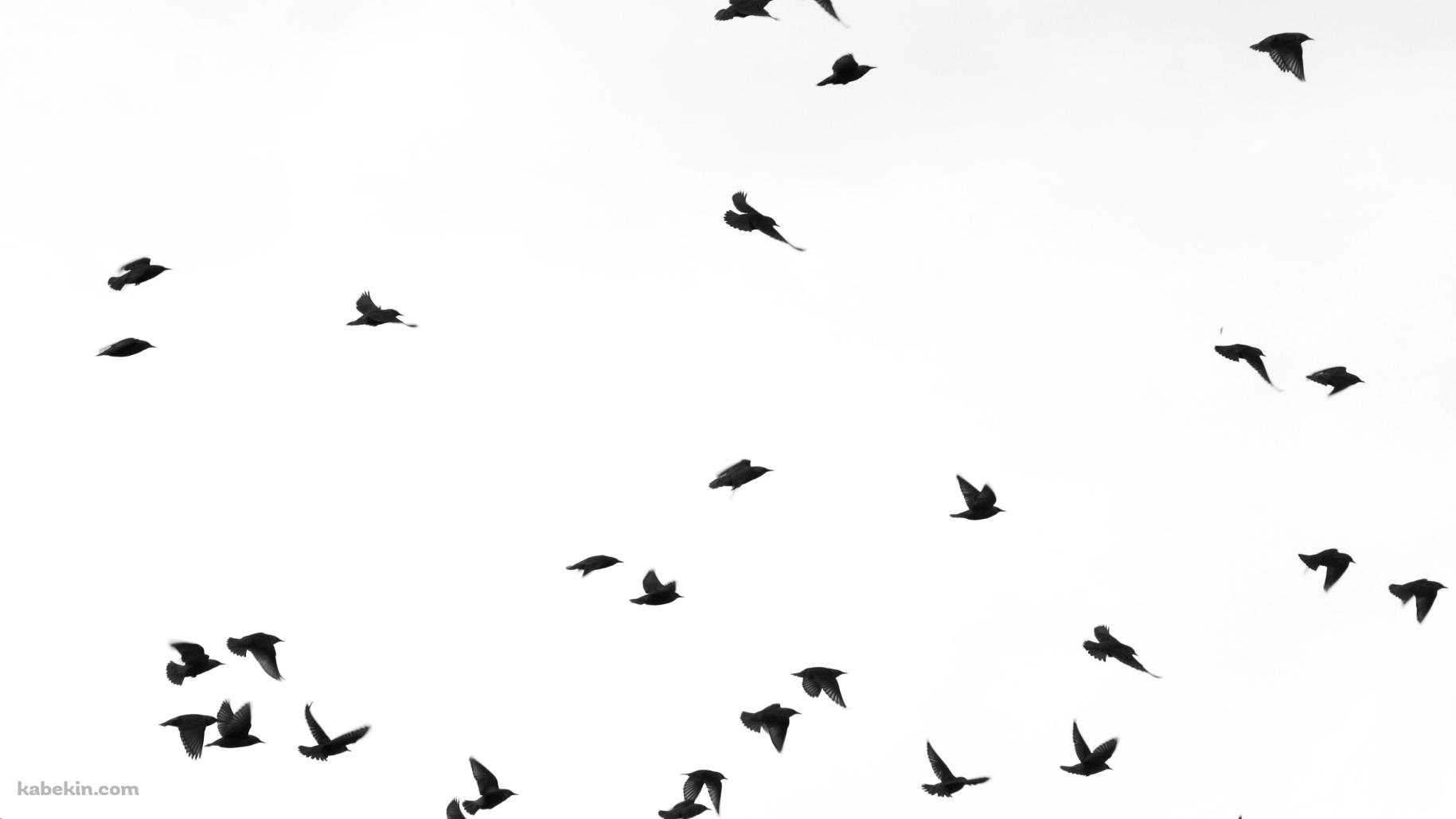 黒い鳥の壁紙(1829px x 1029px) 高画質 PC・デスクトップ用