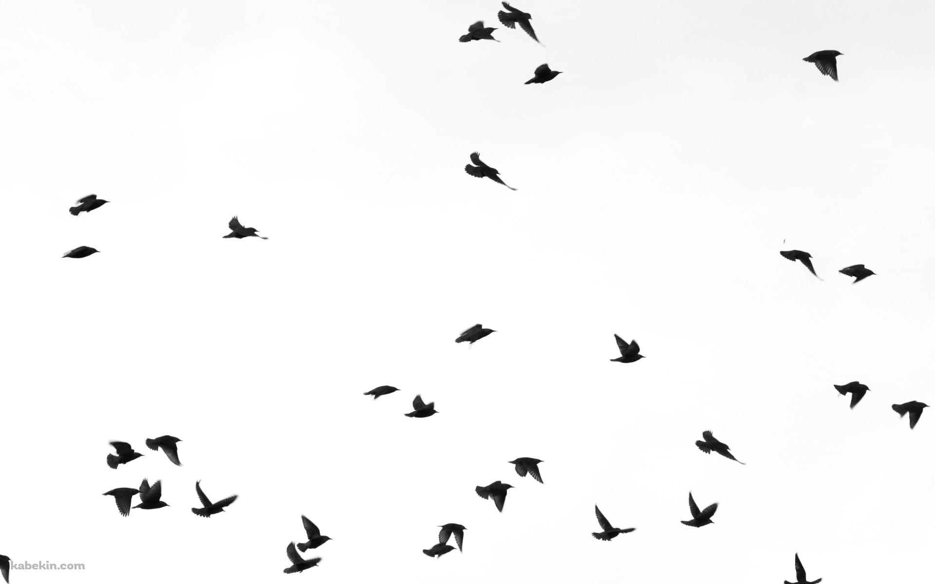 黒い鳥の壁紙(1920px x 1200px) 高画質 PC・デスクトップ用