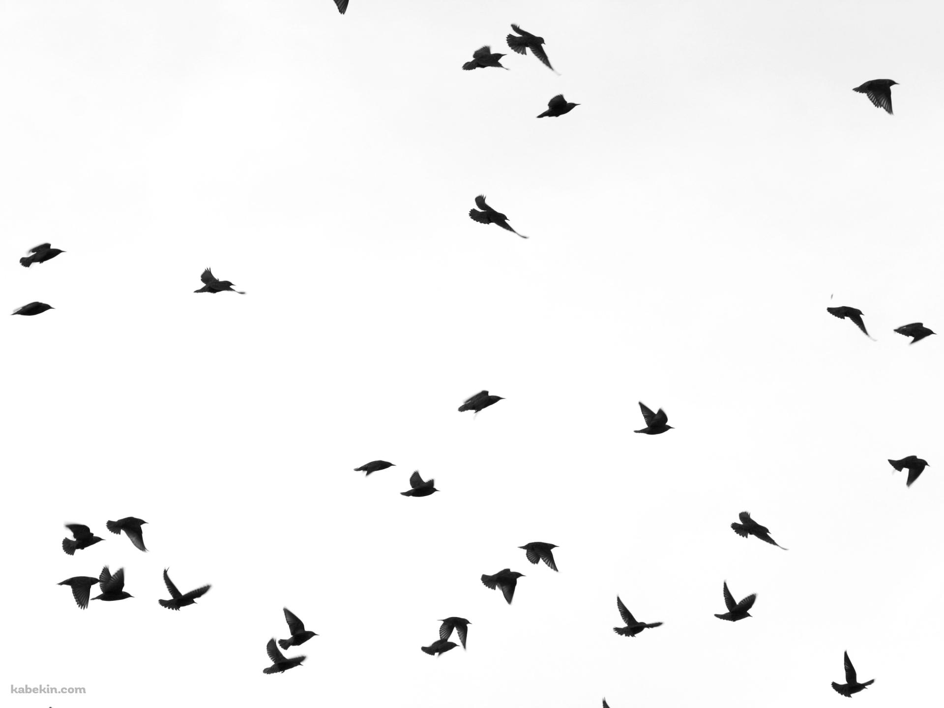 黒い鳥の壁紙(1920px x 1440px) 高画質 PC・デスクトップ用