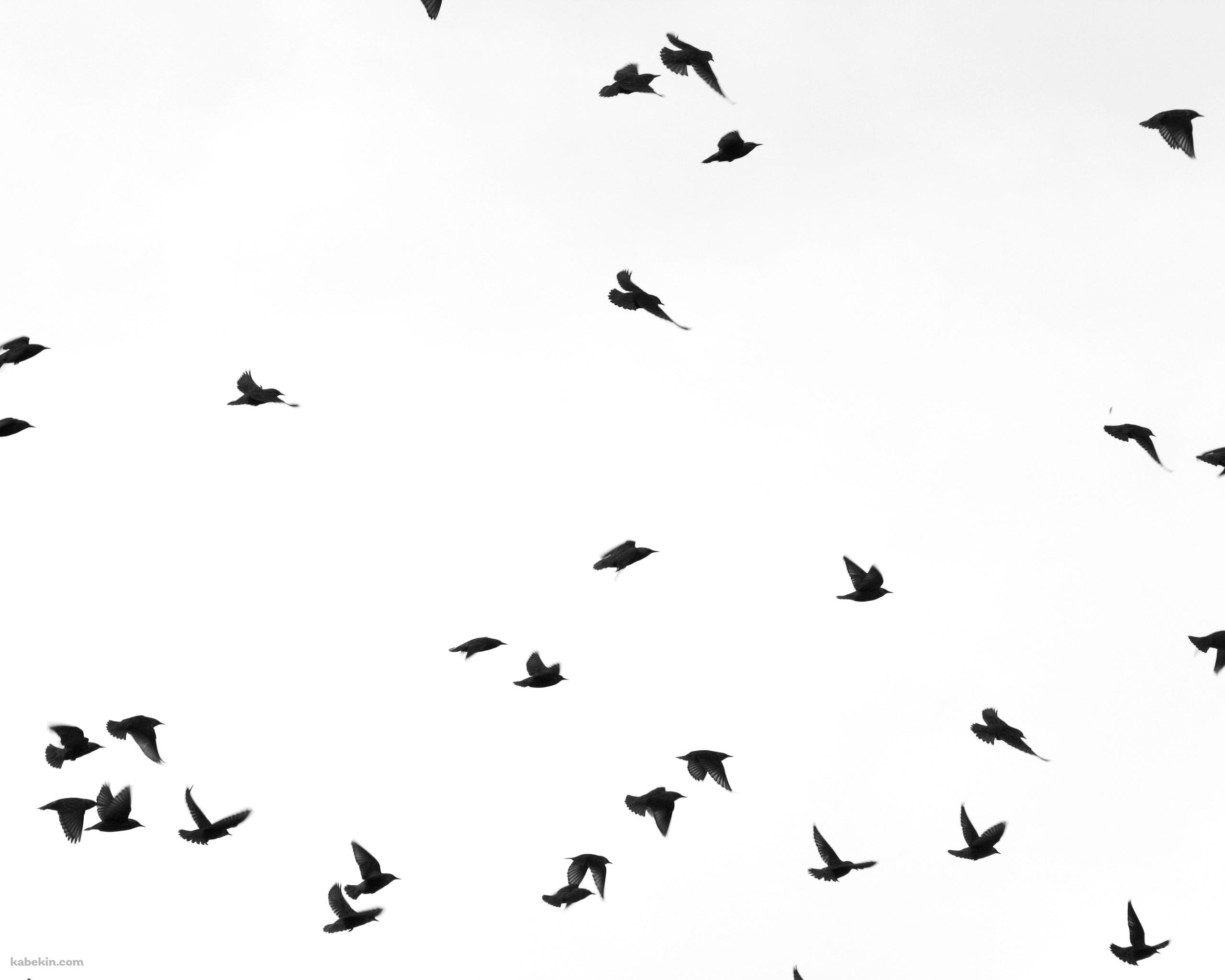 黒い鳥の壁紙(2560px x 2048px) 高画質 PC・デスクトップ用