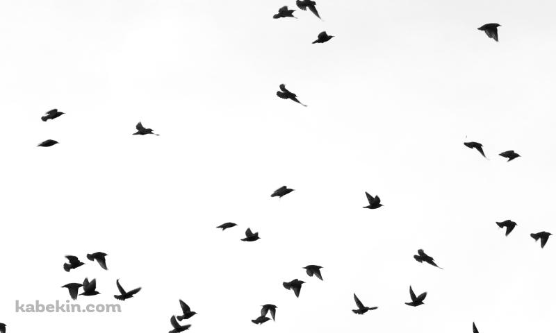黒い鳥の壁紙(800px x 480px) 高画質 PC・デスクトップ用