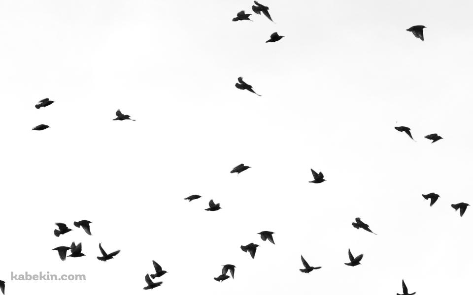 黒い鳥の壁紙(960px x 600px) 高画質 PC・デスクトップ用