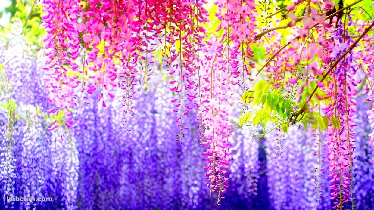 綺麗な藤棚の壁紙(1242px x 698px) 高画質 PC・デスクトップ用