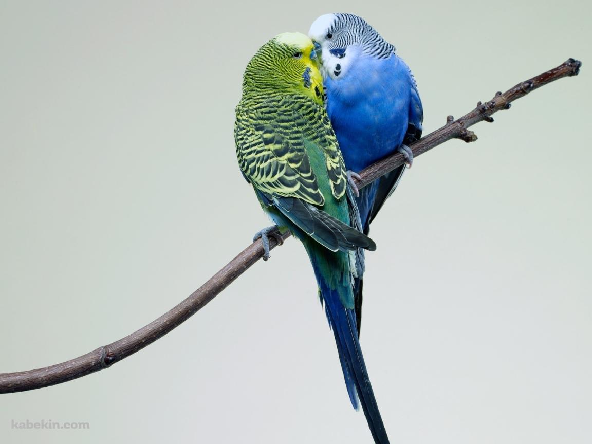 2匹のセキセイインコの壁紙(1152px x 864px) 高画質 PC・デスクトップ用