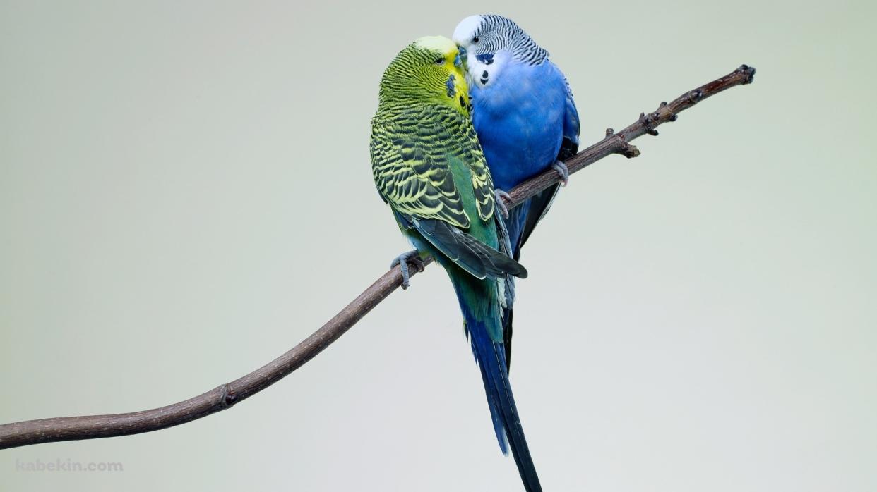 2匹のセキセイインコの壁紙(1242px x 698px) 高画質 PC・デスクトップ用
