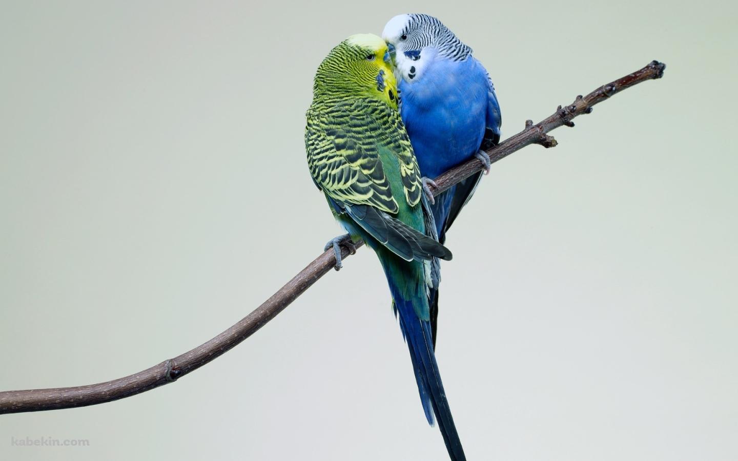 2匹のセキセイインコの壁紙(1440px x 900px) 高画質 PC・デスクトップ用