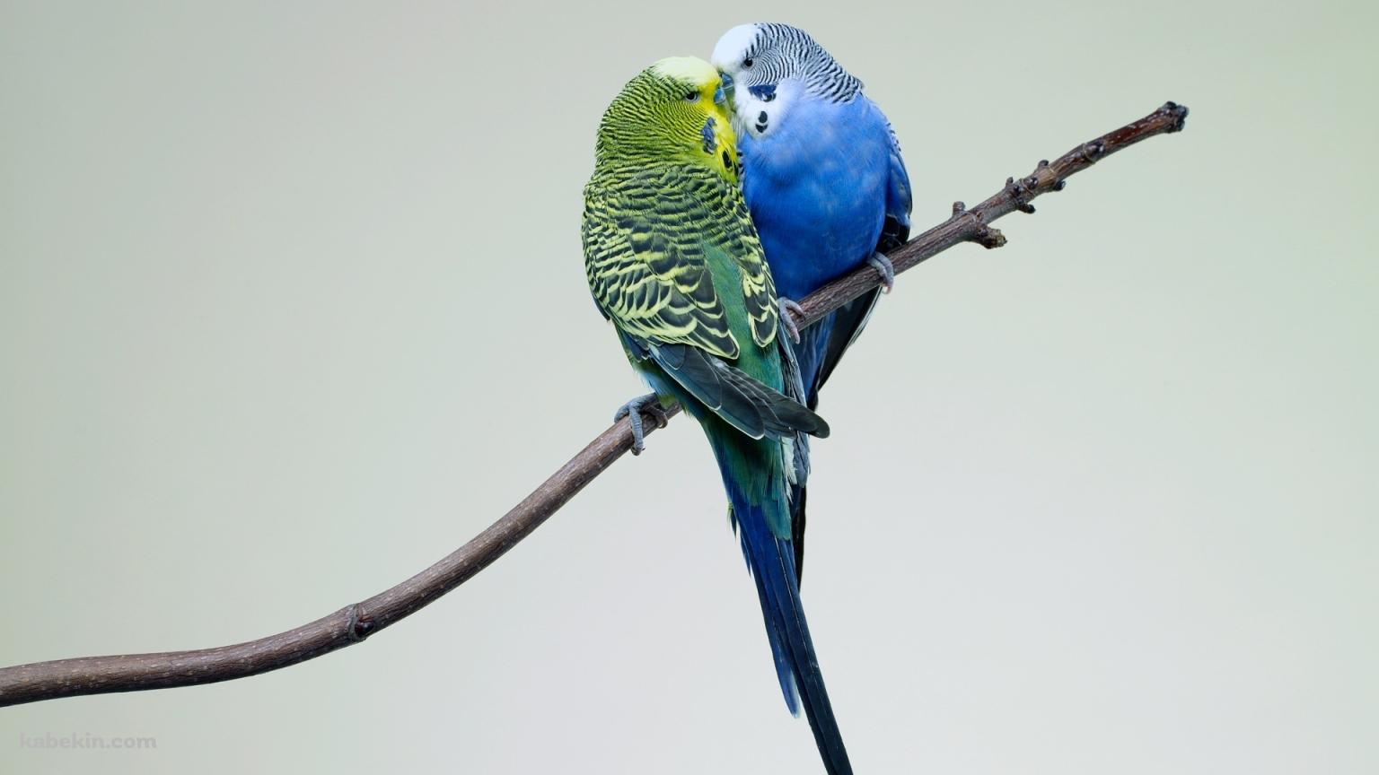 2匹のセキセイインコの壁紙(1536px x 864px) 高画質 PC・デスクトップ用