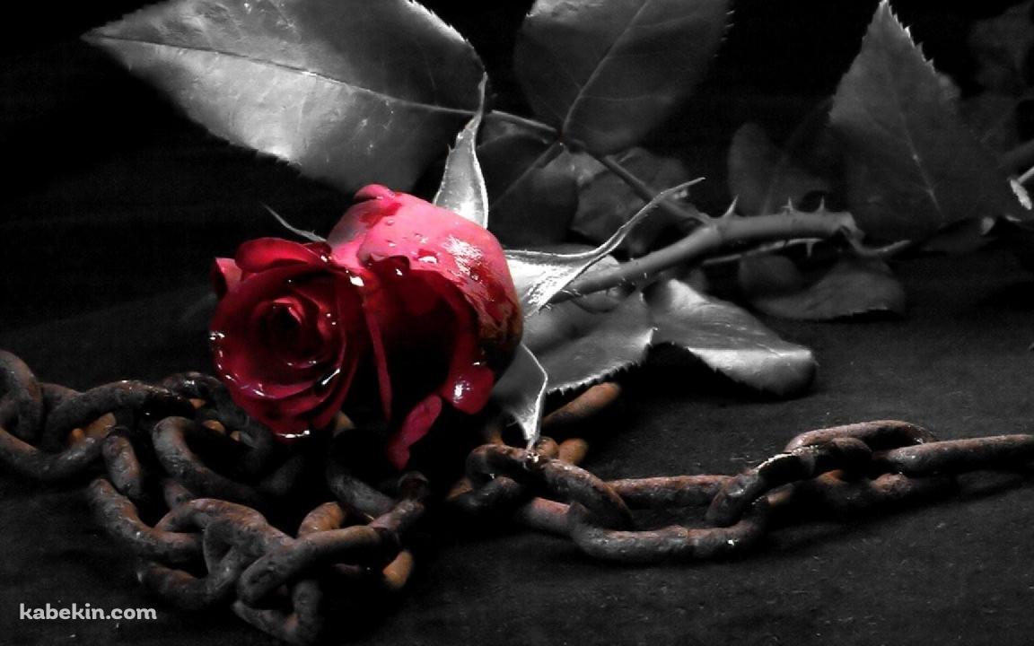 赤い薔薇と鎖の壁紙(1152px x 720px) 高画質 PC・デスクトップ用