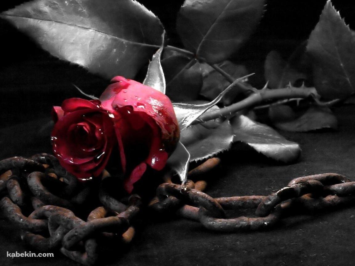 赤い薔薇と鎖の壁紙(1152px x 864px) 高画質 PC・デスクトップ用