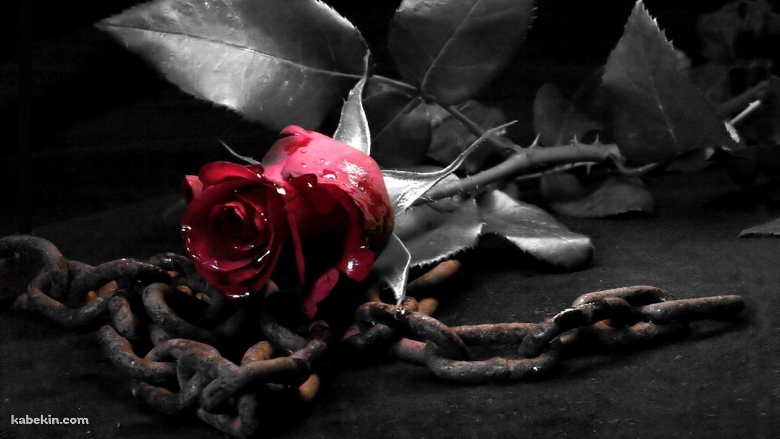 赤い薔薇と鎖の壁紙(1536px x 864px) 高画質 PC・デスクトップ用