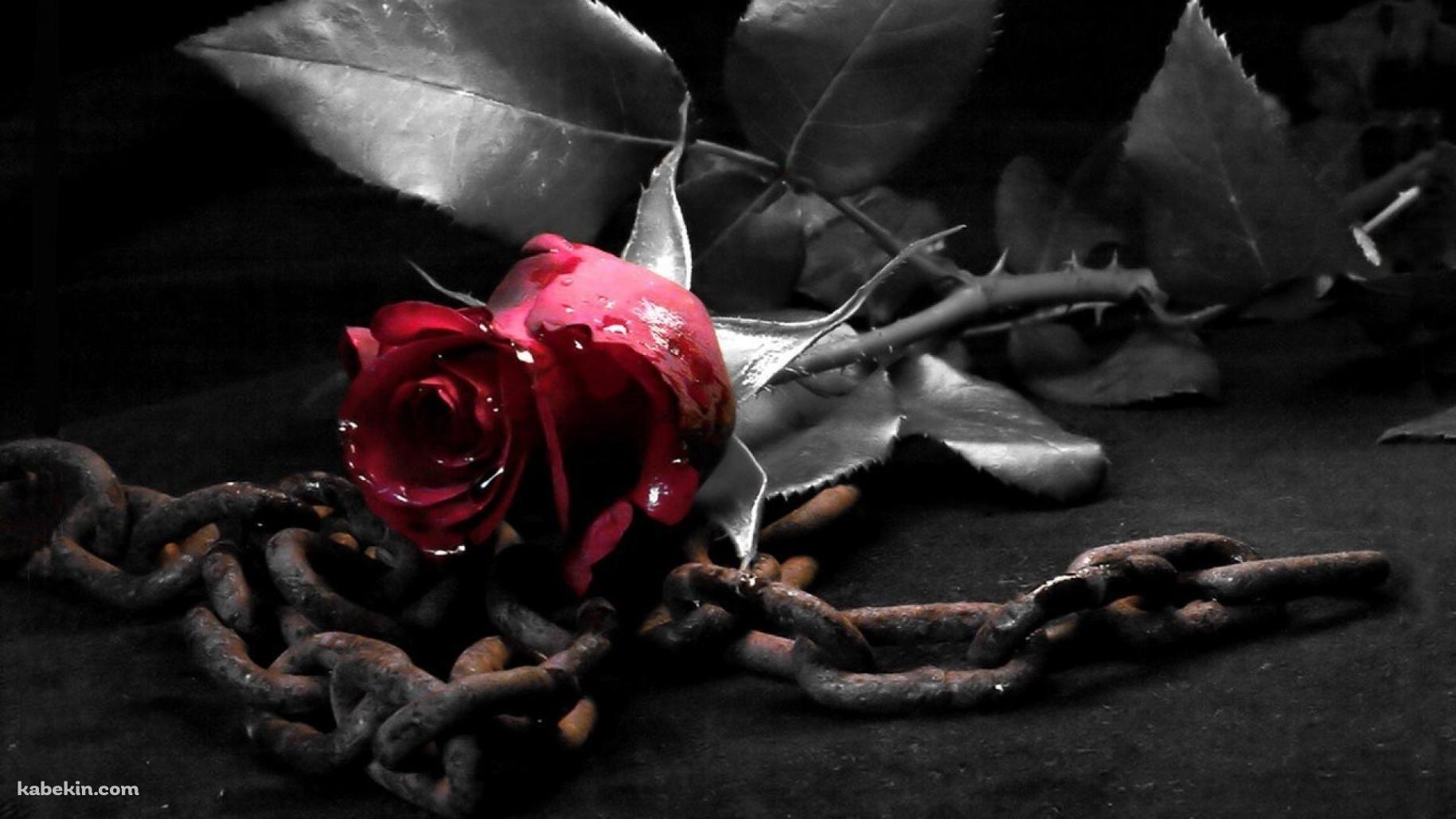 赤い薔薇と鎖の壁紙(1829px x 1029px) 高画質 PC・デスクトップ用