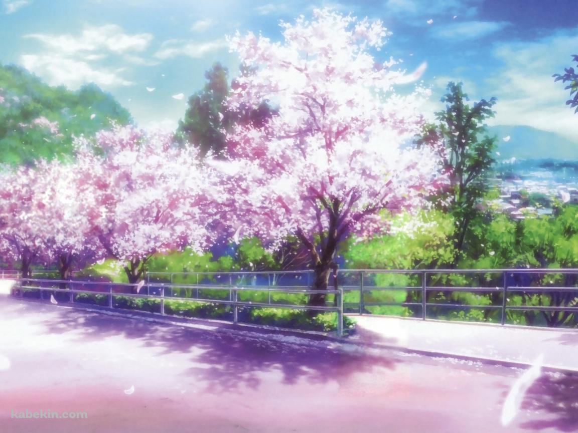桜のイラストの壁紙(1152px x 864px) 高画質 PC・デスクトップ用