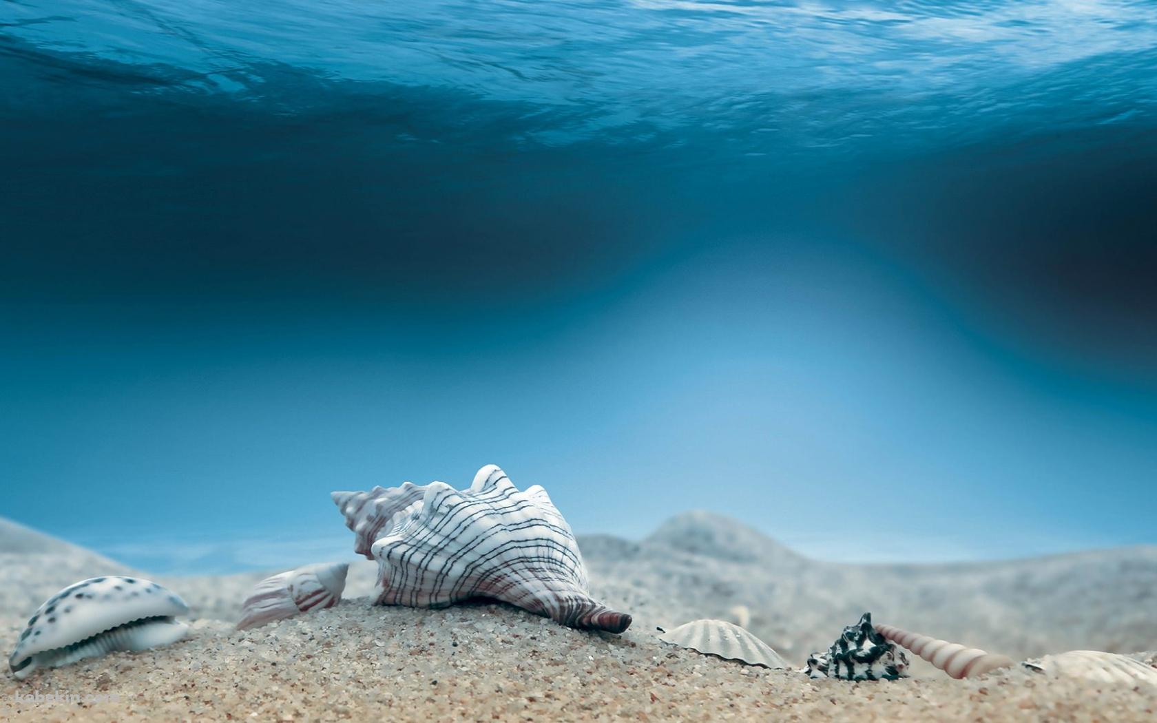 海底の貝殻の壁紙(1680px x 1050px) 高画質 PC・デスクトップ用