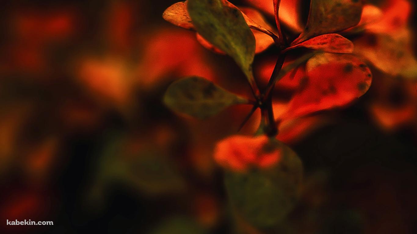 紅葉の壁紙(1366px x 768px) 高画質 PC・デスクトップ用
