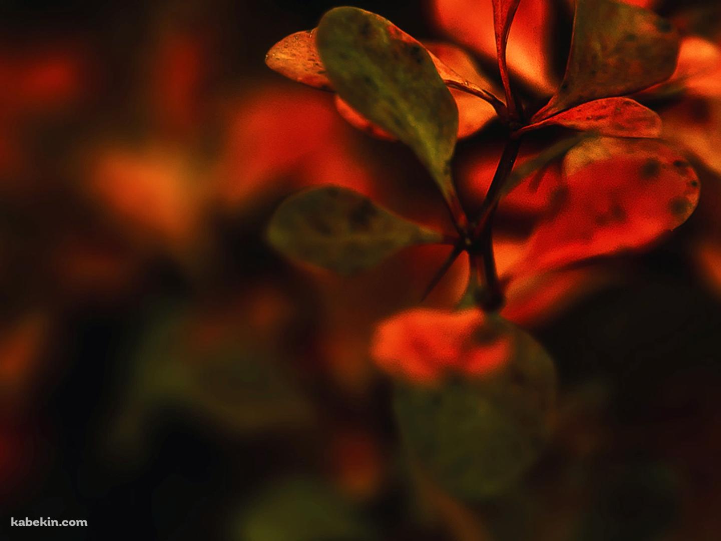 紅葉の壁紙(1440px x 1080px) 高画質 PC・デスクトップ用