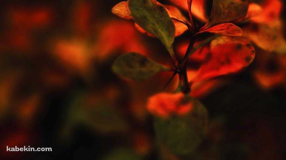 紅葉の壁紙(960px x 540px) 高画質 PC・デスクトップ用