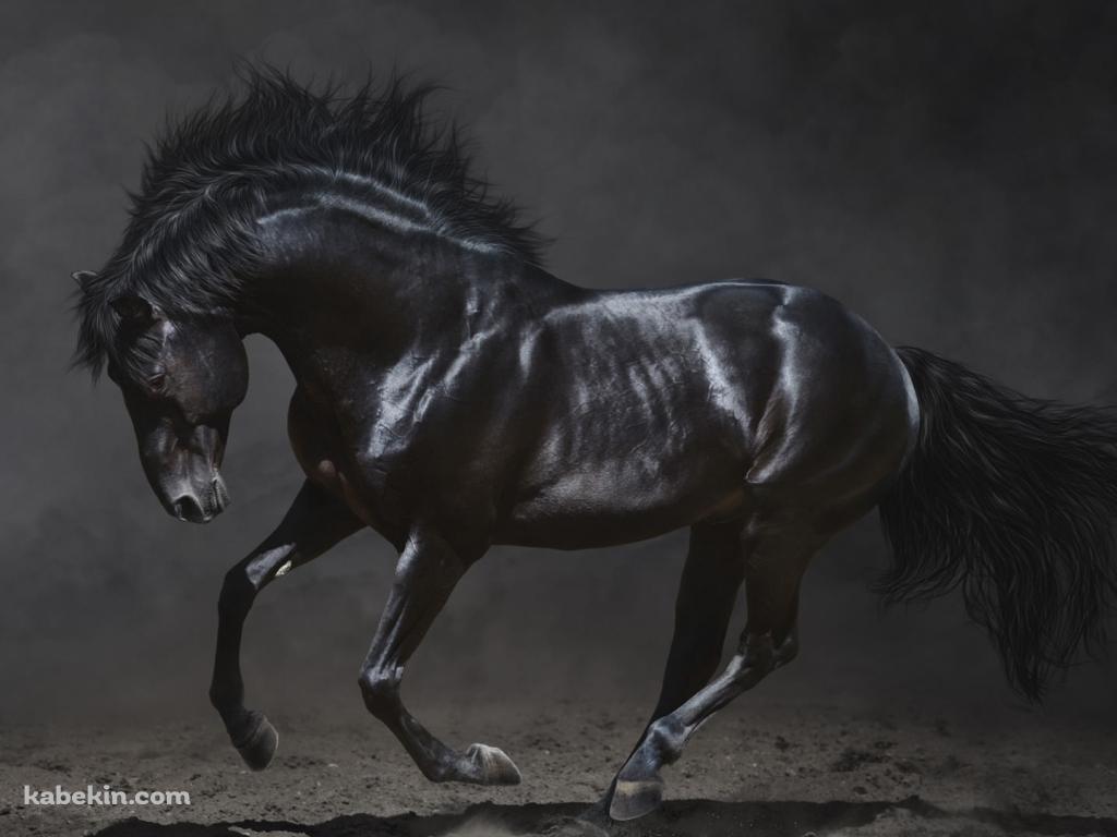 黒い馬 サラブレッドの壁紙(1024px x 768px) 高画質 PC・デスクトップ用