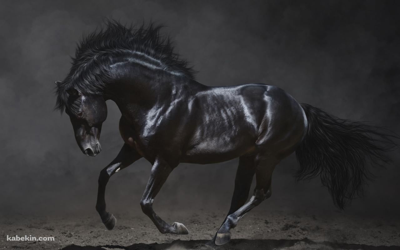 黒い馬 サラブレッドの壁紙(1280px x 800px) 高画質 PC・デスクトップ用
