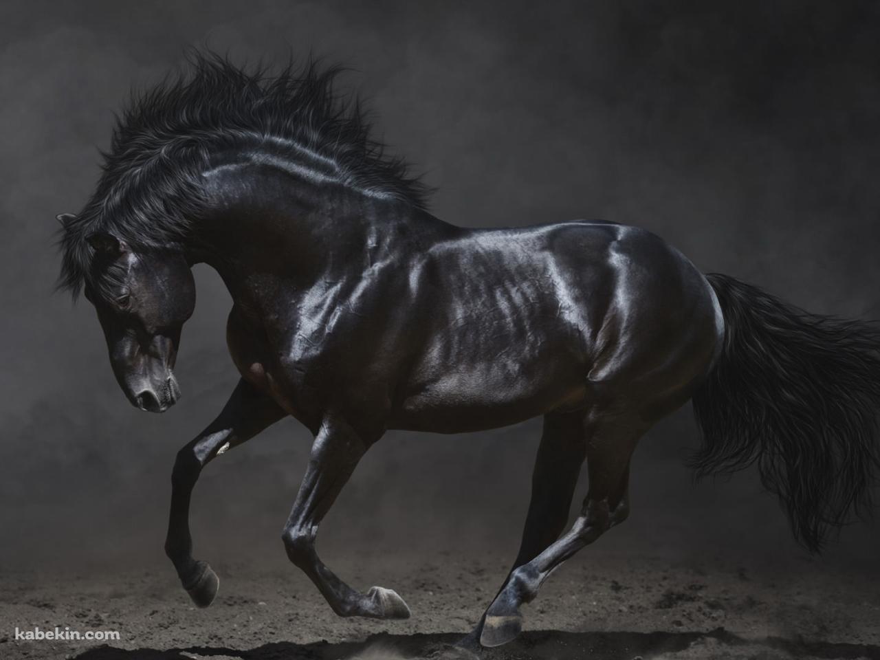 黒い馬 サラブレッドの壁紙(1280px x 960px) 高画質 PC・デスクトップ用