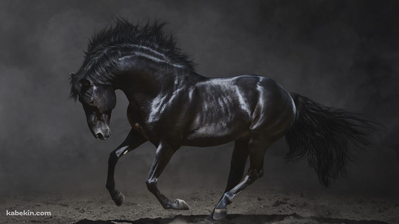 黒い馬 サラブレッドの壁紙(1366px x 768px) 高画質 PC・デスクトップ用