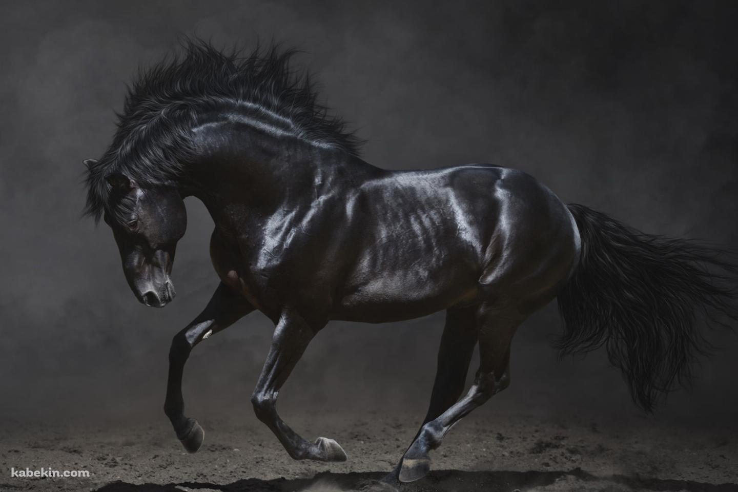黒い馬 サラブレッドの壁紙(1440px x 960px) 高画質 PC・デスクトップ用