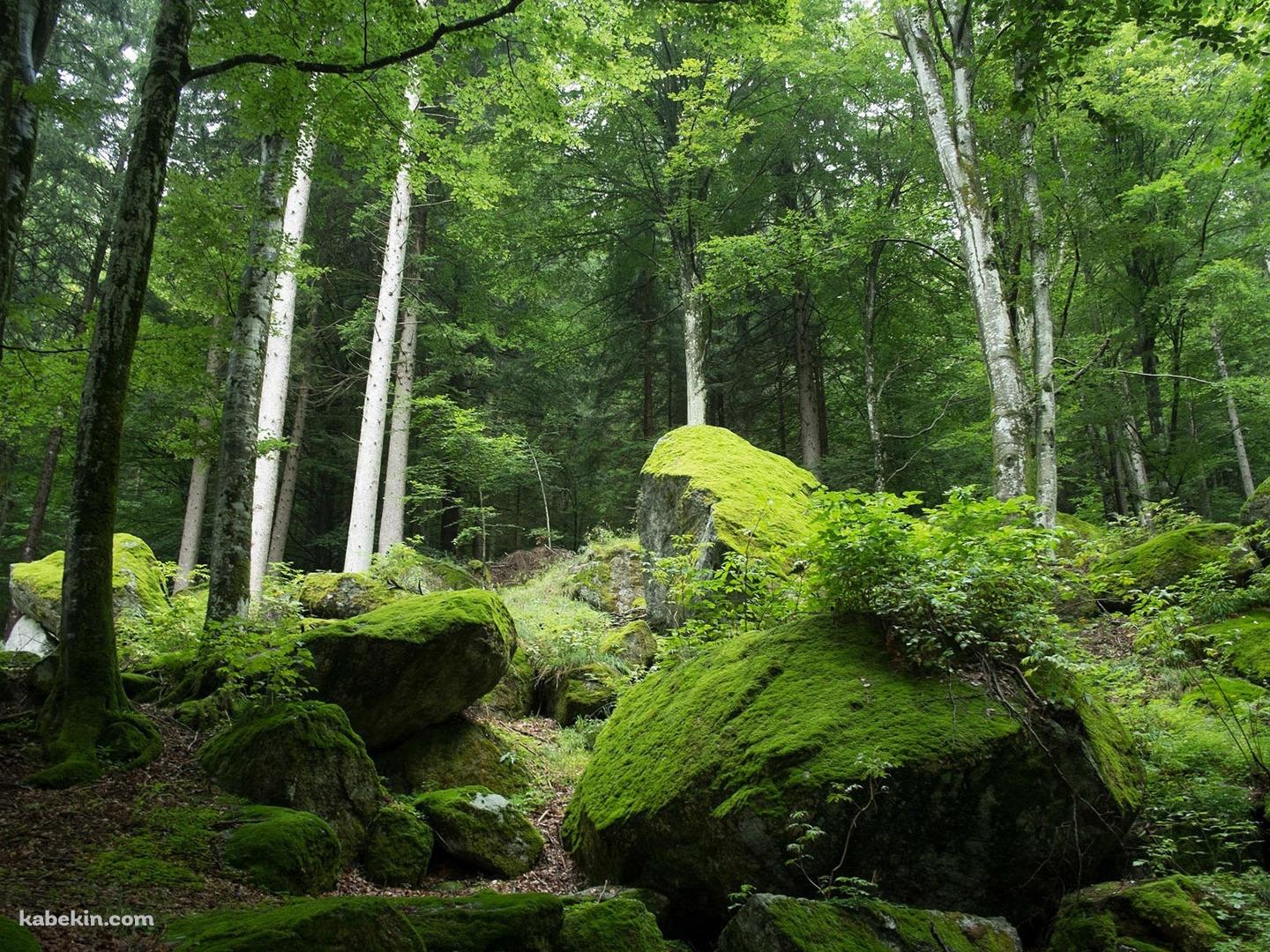 苔はえる緑の森の壁紙(1440px x 1080px) 高画質 PC・デスクトップ用