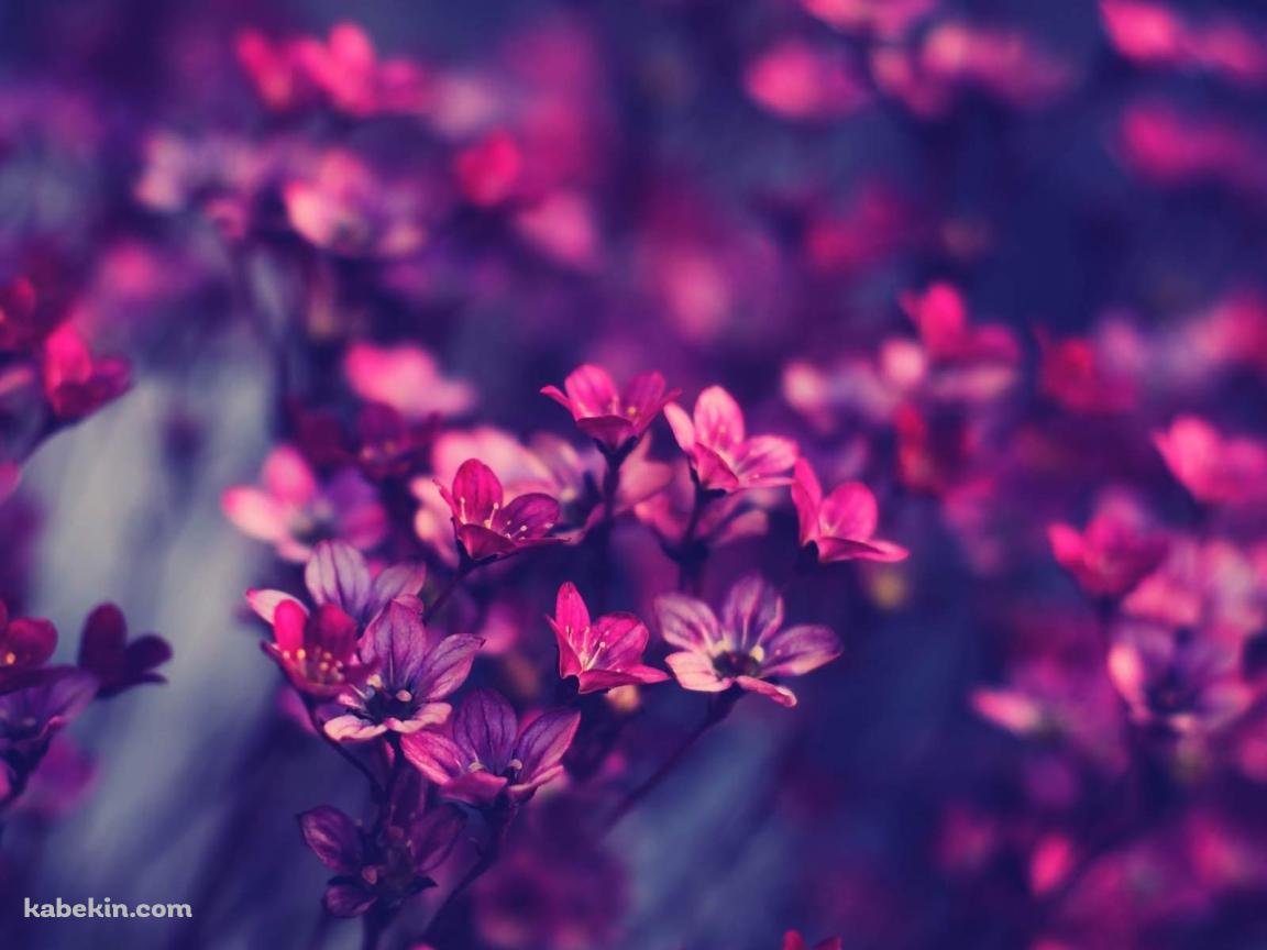 濃いピンクの花の壁紙(1152px x 864px) 高画質 PC・デスクトップ用
