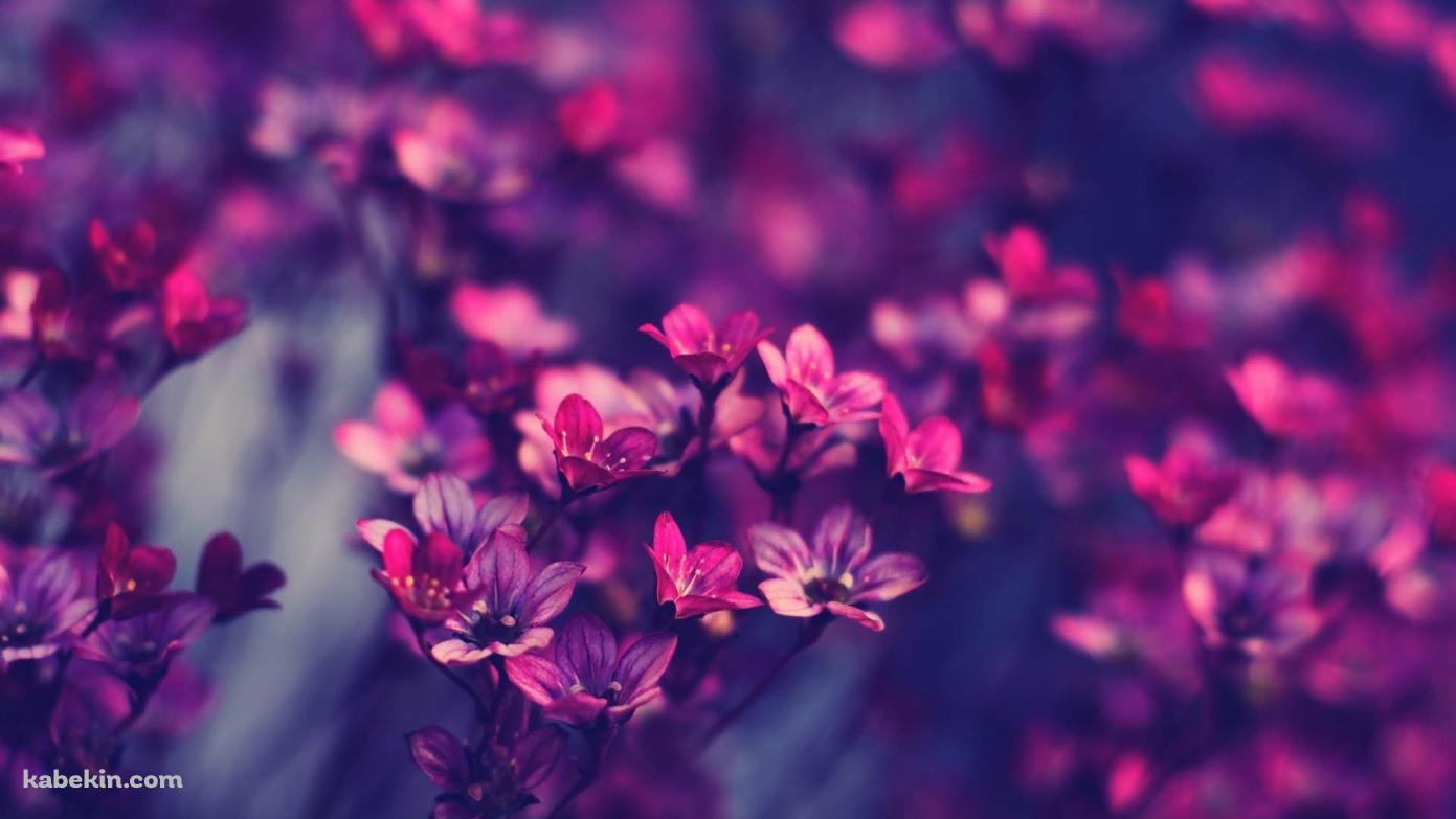 濃いピンクの花の壁紙(1391px x 783px) 高画質 PC・デスクトップ用