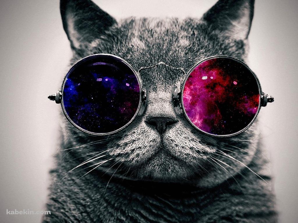 パンクな猫の壁紙(1024px x 768px) 高画質 PC・デスクトップ用