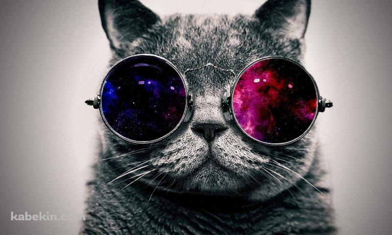 パンクな猫の壁紙(800px x 480px) 高画質 PC・デスクトップ用