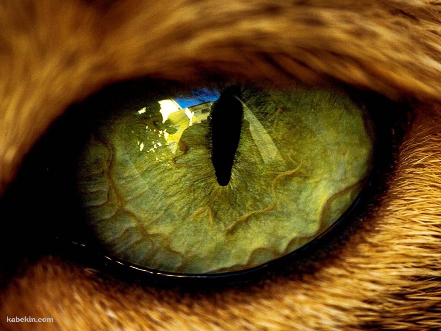 鋭い猫の目のアップの壁紙(1440px x 1080px) 高画質 PC・デスクトップ用