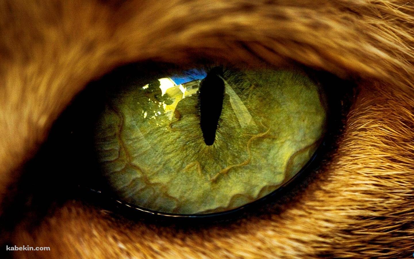 鋭い猫の目のアップの壁紙(1440px x 900px) 高画質 PC・デスクトップ用