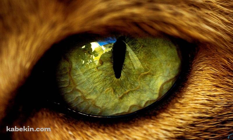 鋭い猫の目のアップの壁紙(800px x 480px) 高画質 PC・デスクトップ用