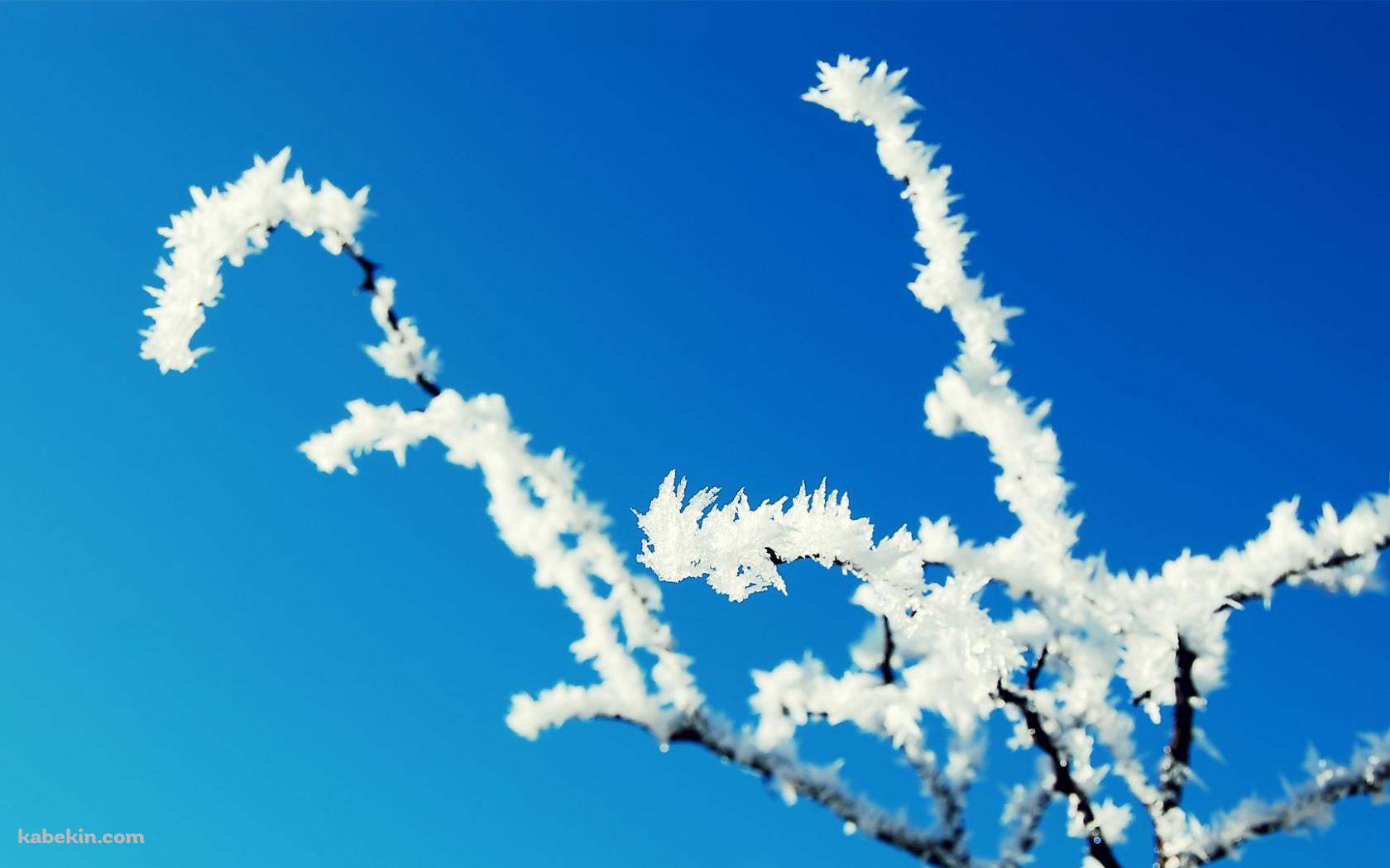 冬の凍った木の壁紙(1680px x 1050px) 高画質 PC・デスクトップ用