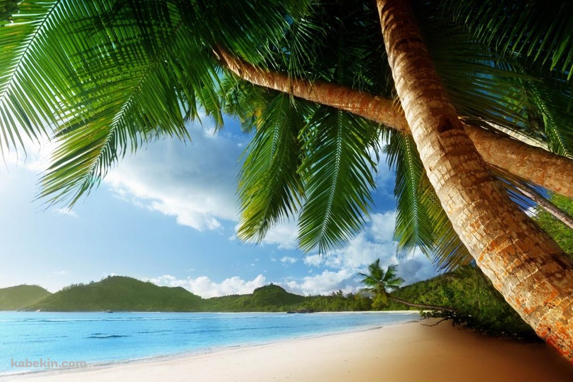 椰子の木と南国の海の壁紙(1152px x 768px) 高画質 PC・デスクトップ用