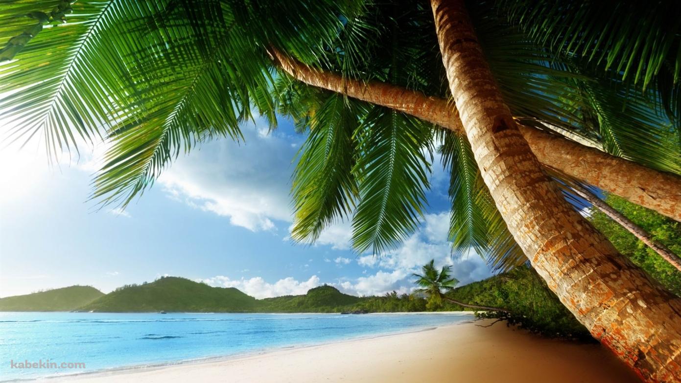 椰子の木と南国の海の壁紙(1391px x 783px) 高画質 PC・デスクトップ用