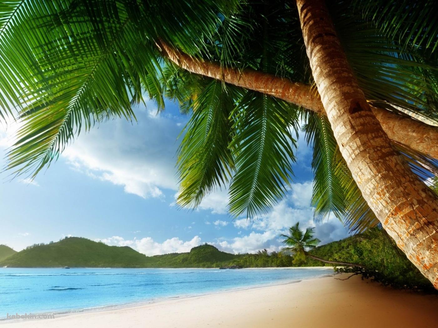 椰子の木と南国の海の壁紙(1400px x 1050px) 高画質 PC・デスクトップ用