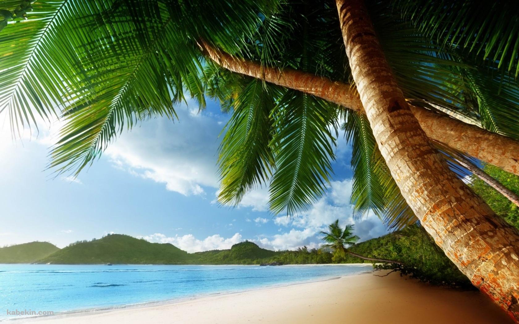 椰子の木と南国の海の壁紙(1680px x 1050px) 高画質 PC・デスクトップ用