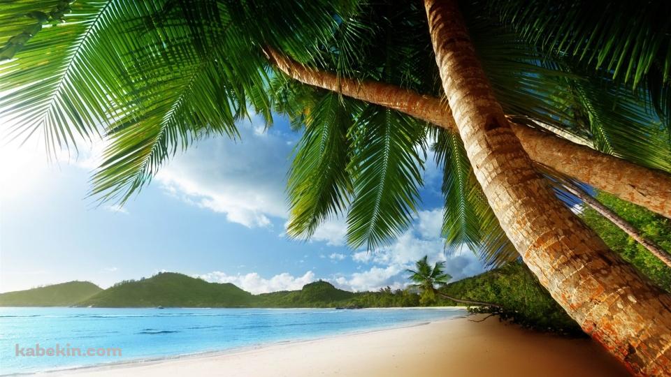 椰子の木と南国の海の壁紙(960px x 540px) 高画質 PC・デスクトップ用