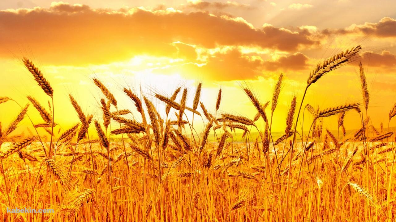 夕暮れ 稲穂 黄金の壁紙(1280px x 720px) 高画質 PC・デスクトップ用