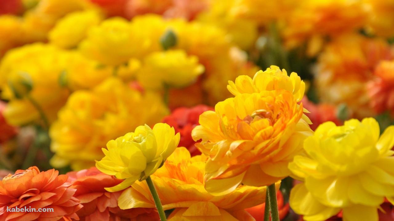 黄色とオレンジの花畑の壁紙(1280px x 720px) 高画質 PC・デスクトップ用